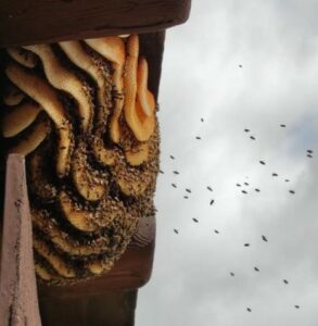 Read more about the article Bienen ohne imkerliche Pflege