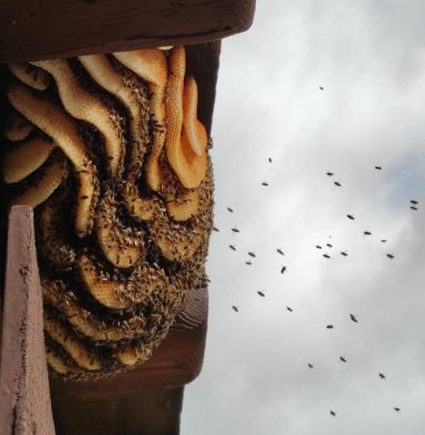 Read more about the article Bienen ohne imkerliche Pflege